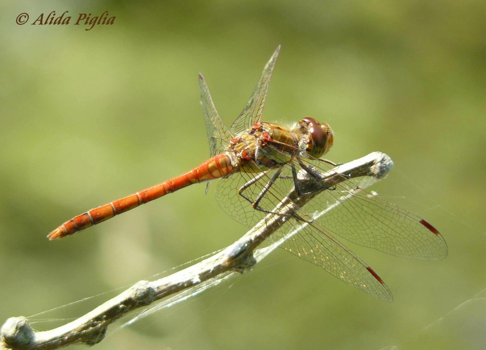 Scheda: Sympetrum striolatum